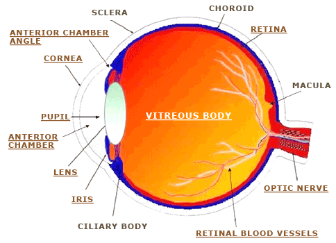 Anatomy of the Eye - Retina-Vitreous Surgeons of CNY